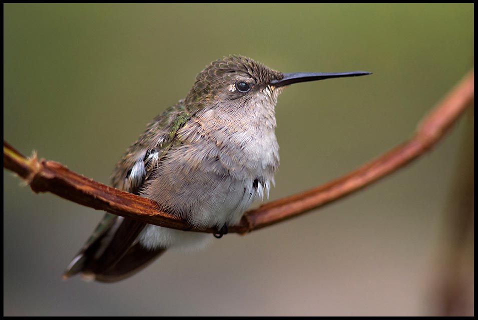 Female Black Chinned Humming Bird on a branch and Psalm 40:5, psalm about many wonders