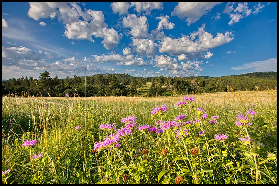 Purple wildflowers in a meadow below rolling hills in Custer State Park, South Dakota. Bible Verse of the Day: Psalm 8:9 How majestic is Your name