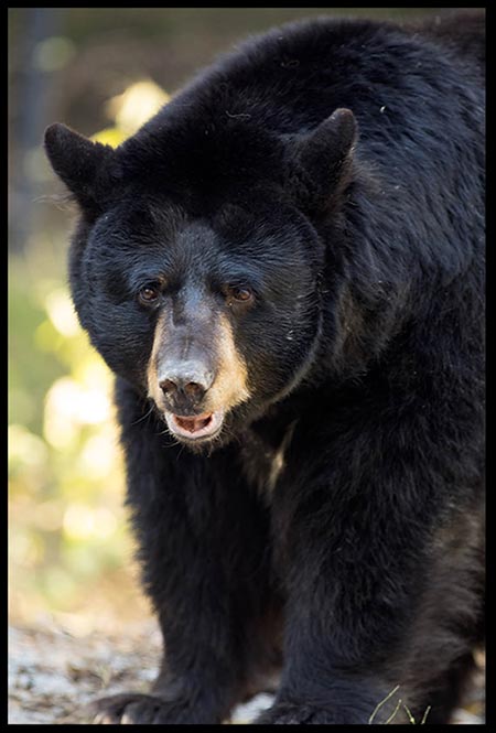 A mature female black bear. Truth and discernment are important when it comes to telling the difference between a black bear and a grizzly bear.