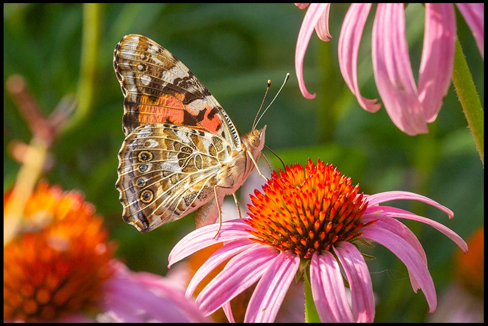 a beautiful painted lady butterfly sips nectar from a purple/pink coneflower, Sarpy County, Nebraska. Bible verse Psalm 145, gives good things.