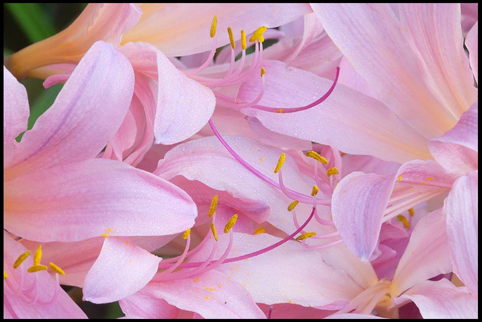 A close up of several pink surprise lily interwoven together.Bible verse of the Day Matthew 5 blessed are the persecuted blessed are the persecuted