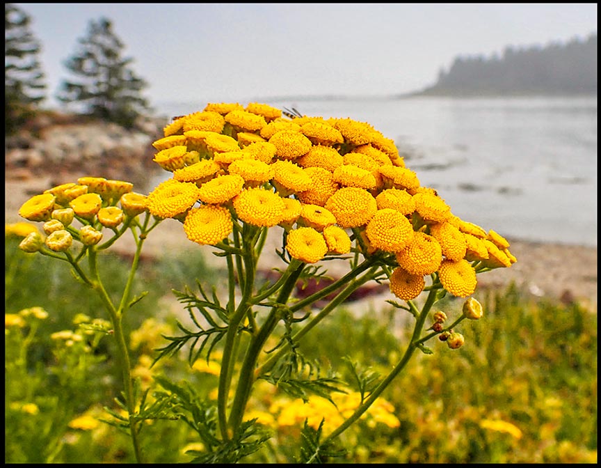 Yellow common tansy on the coast of Maine overlooking Tibbet Island. Visual Bible Verse of the Day: Guest Post by Sydney Michalski: 2 Corinthians 4:6