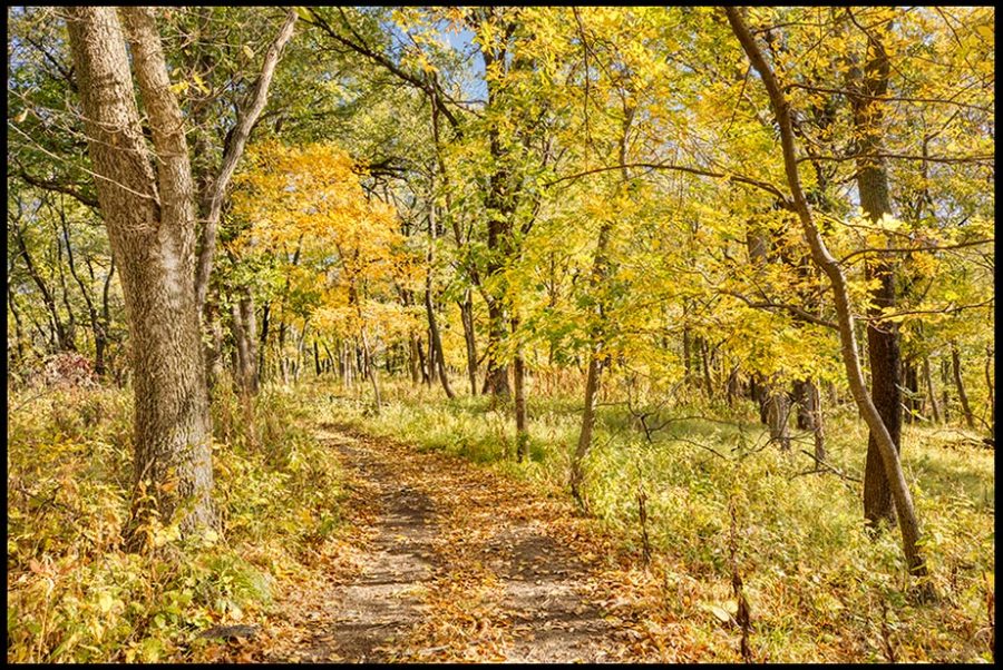 A path through yellow fall trees in Fontenelle Forest, Bellevue, Nebraska.