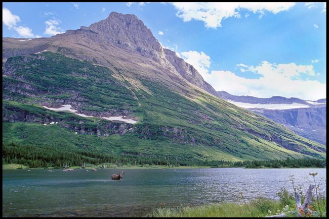 Bull moose in the lake surrounded by mountains in glacier national park. Romance by nature