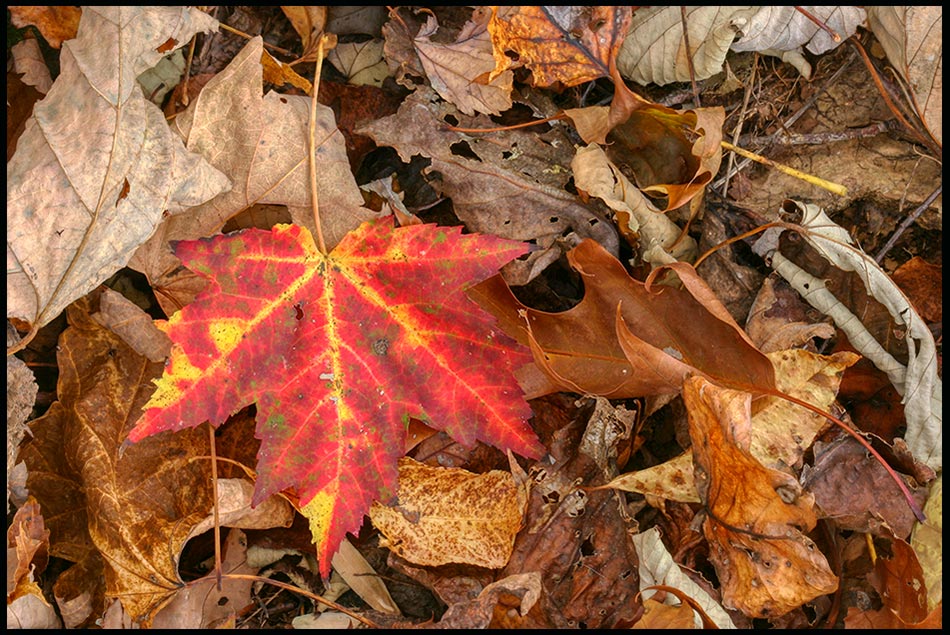 Red Fallen Maple Leaf lies in brown leaves, Great Smoky Mountains National Park, Tennessee and Psalm 103:15-17. faded glory