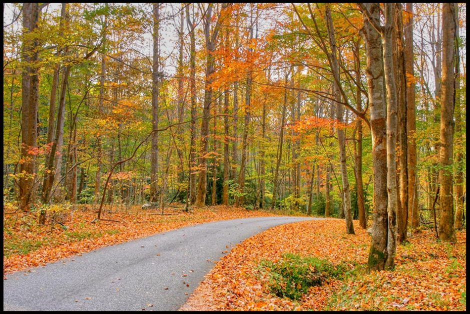 Roaring Fork Motor Nature Trail through fall leaves and trees, Great Smoky Mountains National Park, Tennessee and Psalm 25:4-5 Guide me in your paths, Lord. Bible Verse of the Day