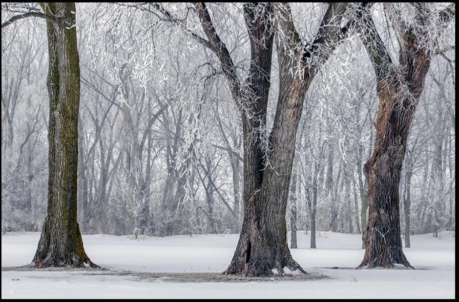 Trees covered and decorated with hoarfrost and snow in Aspen Park, Bellevue, Nebraska and Psalm 147 God's Scatter frost like ashes