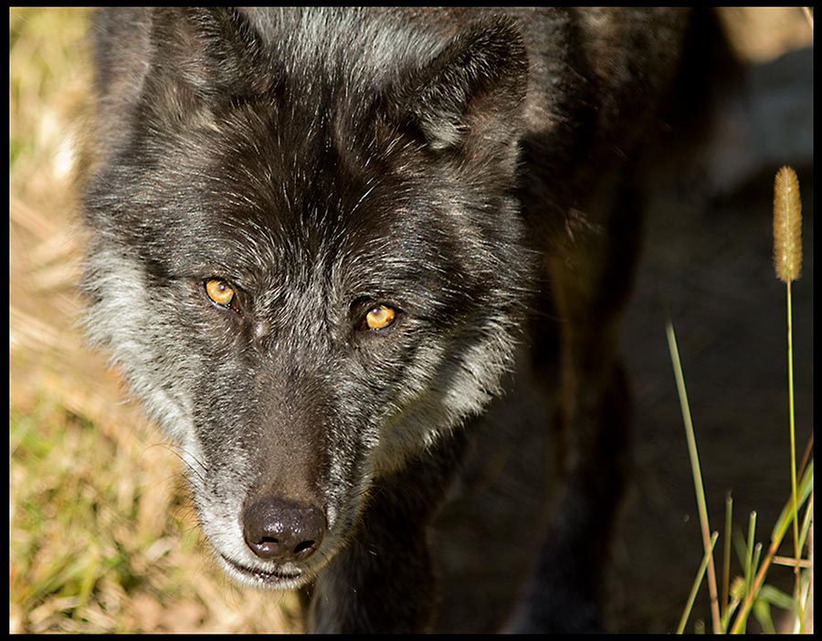 A black grey wolf with bright eyes and Isaiah 65:2 Bible verse about the wolf and lamb