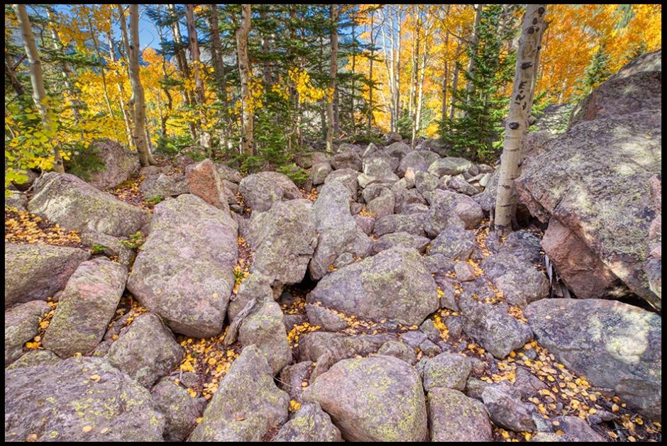 Aspen trees Growing among the rocks with yellow fall leaves pon the ground, Rocky Mountain National Park, Colorado. Visual Bible Verse of the Day: Matthew 13 “Other seeds fell on the rocky places
