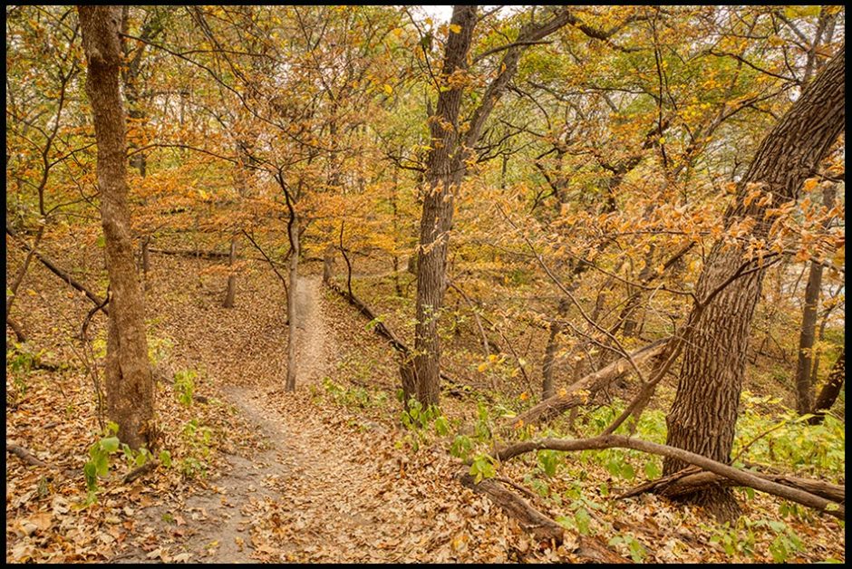 A fall path in the woods through brown leaves, Platte River State park, Nebraska. Psalm 83 God, please do not remain silent