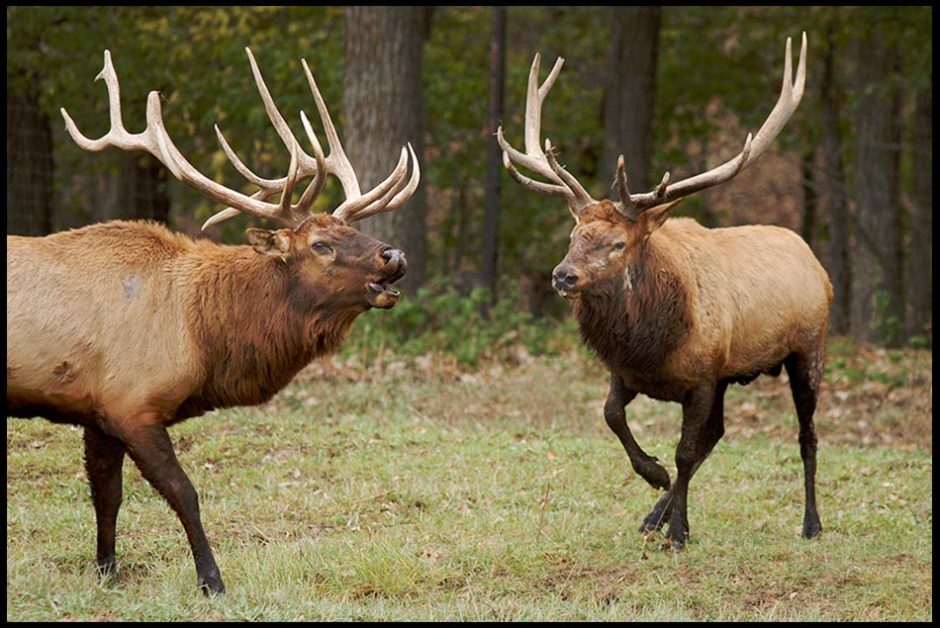 One mature bull elk bugles at another as they face off, Eastern Nebraska and Isaiah 43:20 The beasts of the field glorify God Bible verse