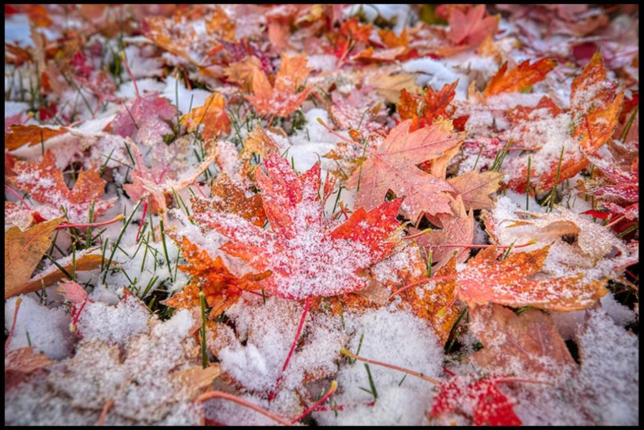 Newly fallen red autumn maple leaves lightly covered with a dusting of snow, Sarpy County, Nebraska. Bible Verse of the Day: 2 Corinthians 4:8-9, struck down