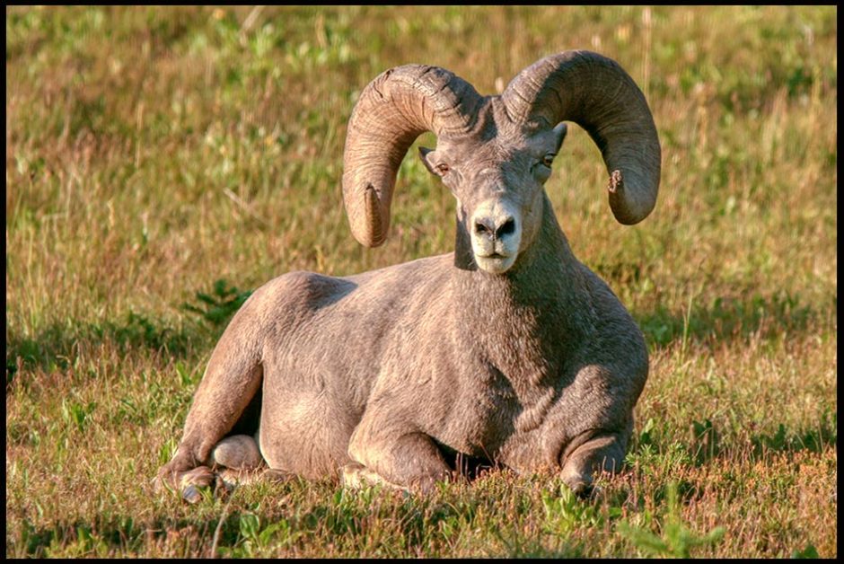 Bighorn Ram, Glacier National Park, Montana and Joshua 1:9b. Bible verse on strong and courageous