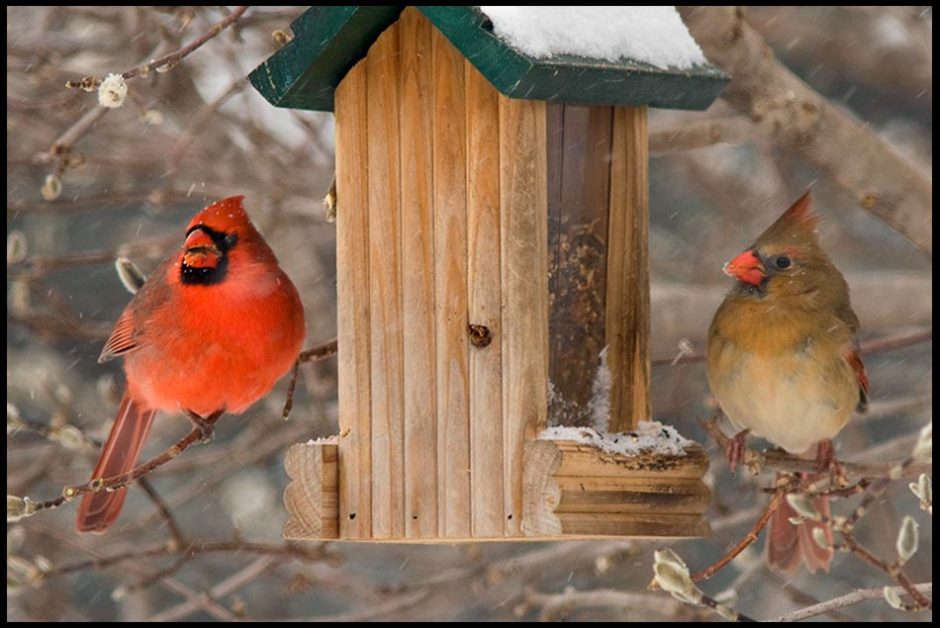 A red male cardinal with a brown female at a Bird Feeder in winter, Bellevue, Nebraska and Genesis 7:2-4 Bible verse, a male and His female