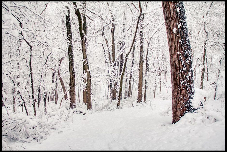 A snow covered path through snow covered woods and trees, Fontenelle Forest and Bible verse Philippians 4:8, whatever is pure.