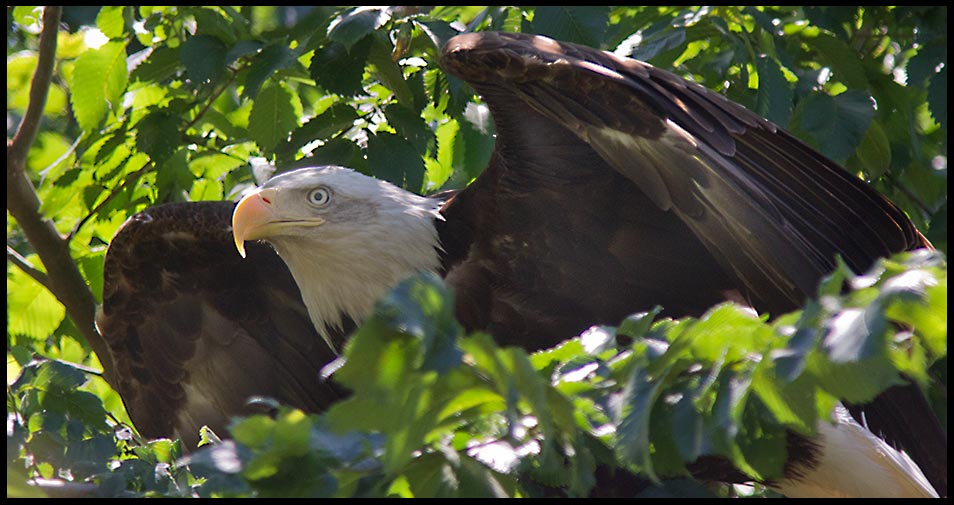 Bald eagle flex it's wings in a tree, eastern, Nebraska and Deuteronomy 32:11-12. "Like an eagle stirs Bible verse
