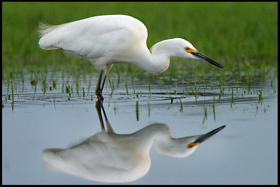 A snowy egret stalks insects in large puddle, Central Florida and Proverbs 27:19. Reflect him in your life