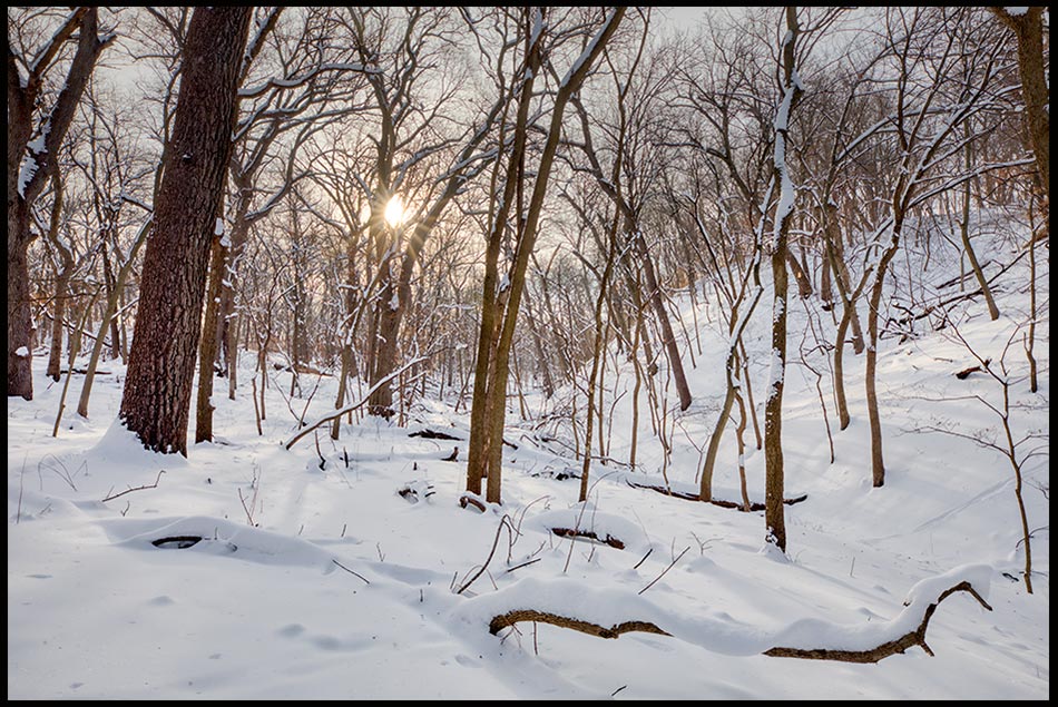 The sun shines through bare trees in a snowy woods, Fontenelle forest, Nebraska. Psalm 119:71 Good to be afflected