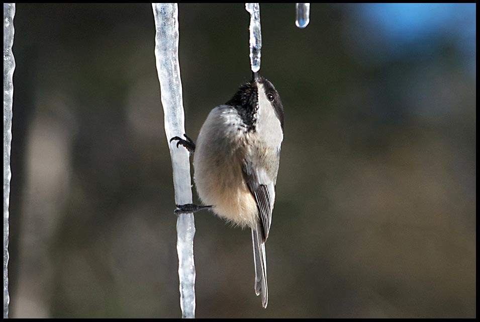 Black-capped chickadee drinking from melting icicle while tightly grasping another icicle. John 4.