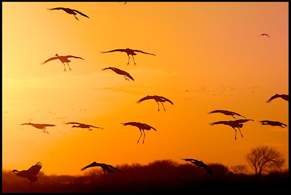 Sandhill Cranes Landing at Sunset, Platte River Valley, Central Nebraska and John 3:19-21 Bible verse and live by the light