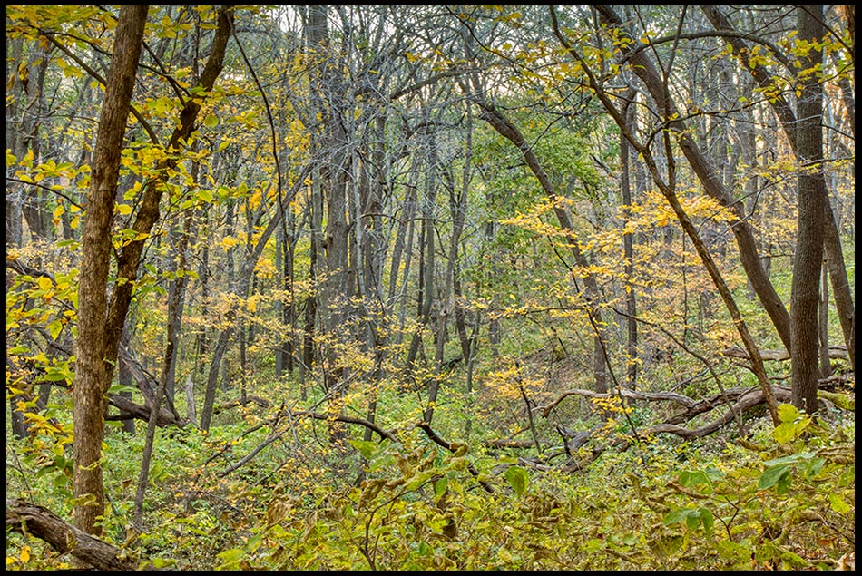 Fall trees in autumn colors Fontenelle Forest, Bellevue, Nebraska and Habakkuk 2:20 "But the LORD is in His holy temple. Be silent before him