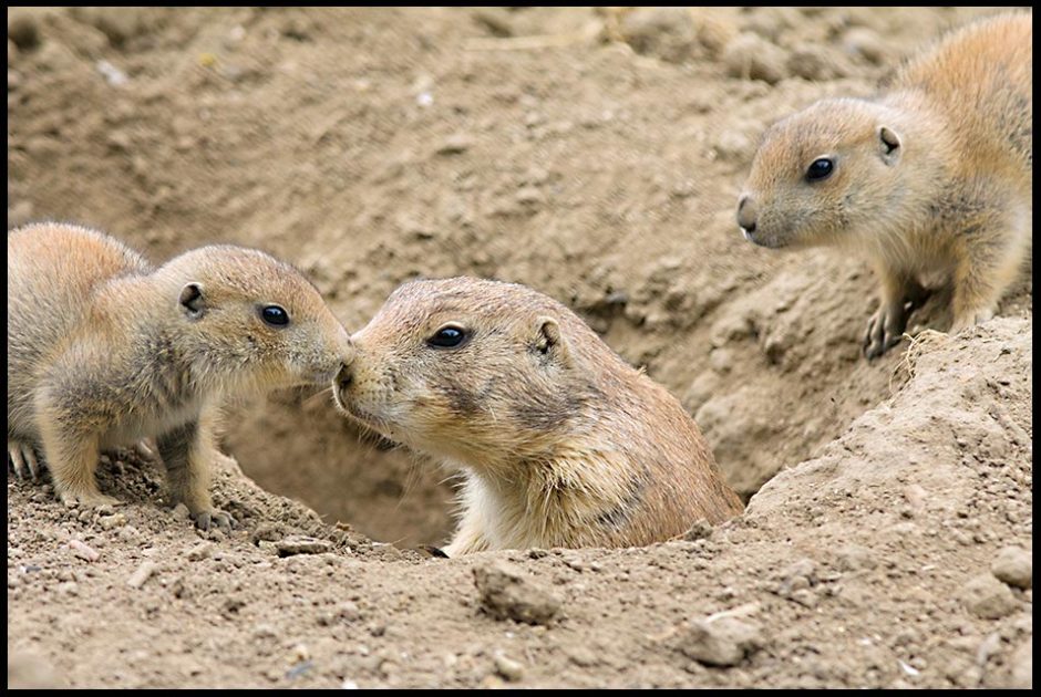 A mother prairie dog pops her head up out of her dirt den with her two pups just outside the den. Bible Verse of the Day: Proverbs 31:28, Mother's Day