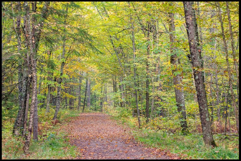 A dirt path with fallen leaves on it through the forest of a Jay Cooke P State Park, Minnesota. Visual Bible Verse of the Day, John 1:4 and a path to follow