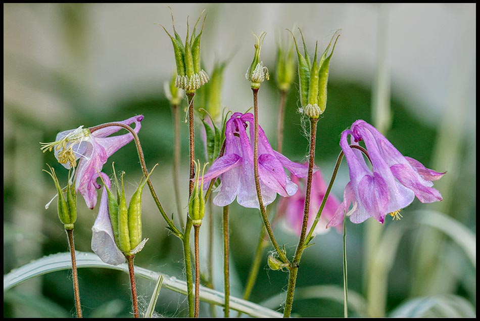 Purple columbine blossoms and green columbine seed pods, Eastern Nebraska. Bible Verse of the Day: 2 Timothy 4:8 the crown of righteousness