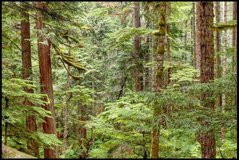 The deep thick unsearchable rainforest in Olympic National Park, Washington for a Bible Verse of the Day: Psalm 145:3