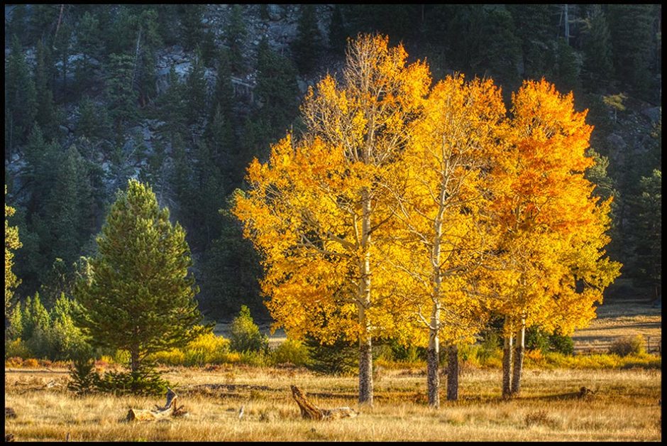 Bright yellow fall aspen trees, Rocky Mountain National Park, Colorado and Psalm 66:3-4, Bible verse on How awesome God is.
