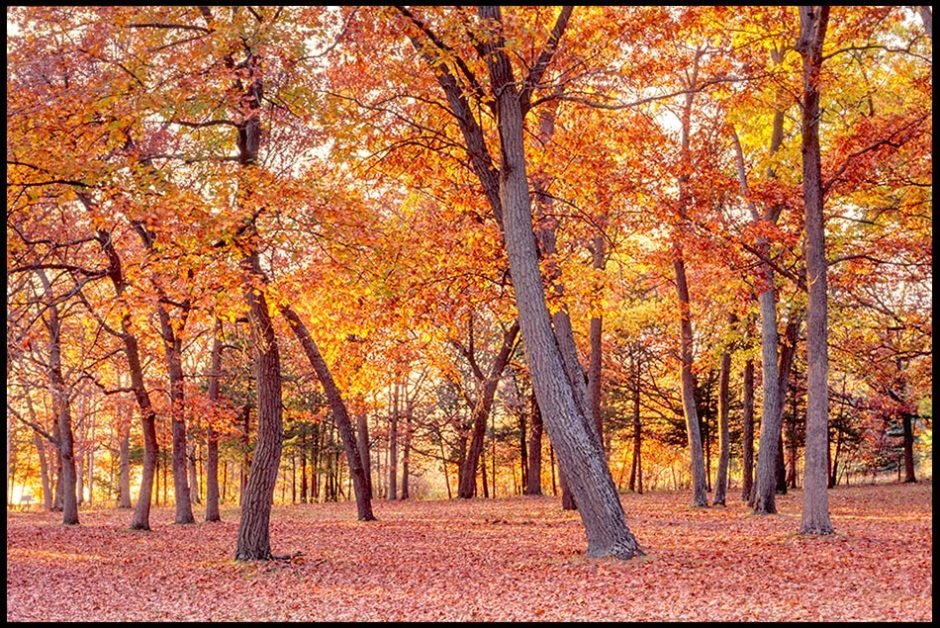 A Wisconsin tree grove of bright orange and yellow leaves in autumn colors with fallen leaves covering the ground. Bible Verse of the Day Psalm 136:1, 4 and great wonders