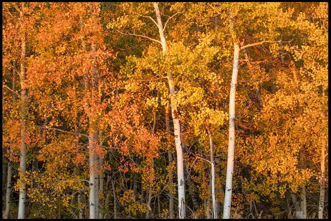 Red and Yellow fall color aspens trees in the foothills of the Snowy Range, Wyoming. Bible verse of the day Romans 11:33 and knowing God
