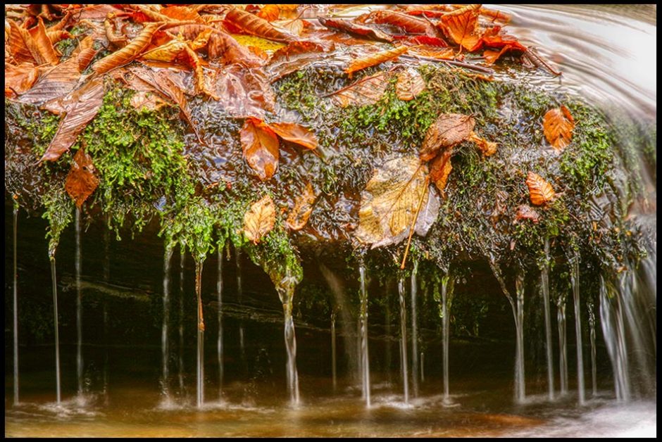 Water drips of leaves in a small steam, Great Smoky Mountains National Park, Tennessee and Isaiah 49:10 Bible verse Springs of water