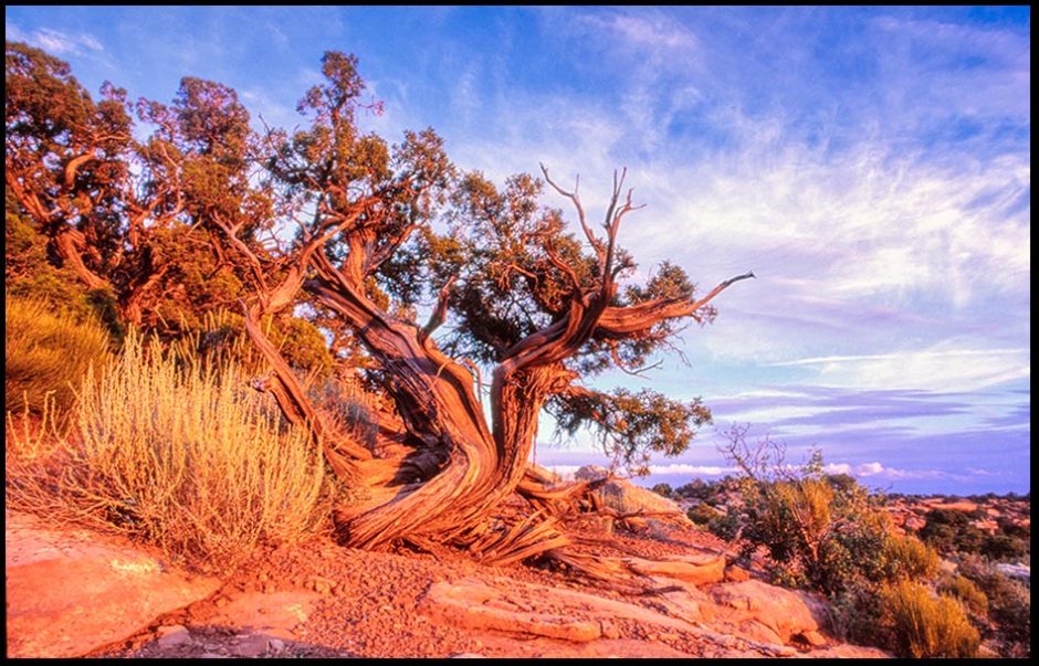 Old juniper tree on a cliff in Canyon Lands National Park glows red at sunset, Utah and Isaiah 46:4. “Even to your old age Bible verse