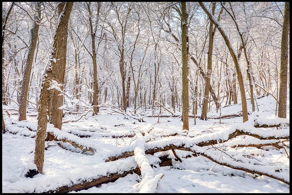 Trees covered in snow under a soft, dabbling light, Fontenelle Forest, Bellevue, Nebraska. Bible verse of the day, fullness of time. Galatians 4:4-5