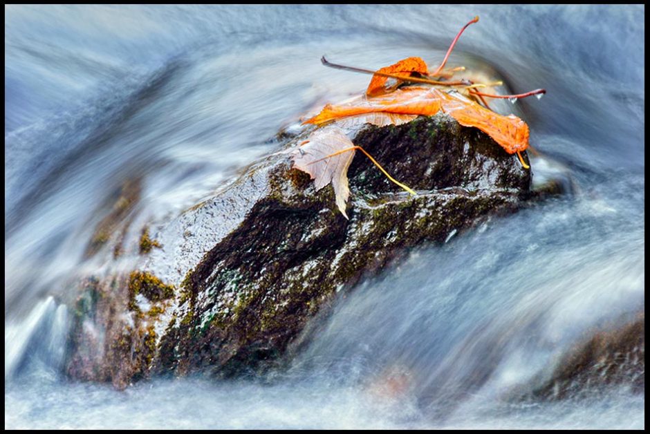 Fallen Leaves on a rock in the middle of stream, Great Smoky Mountains National Park, Tennessee. Bible Verse of the Day: Lamentations 3:54-56 flows over