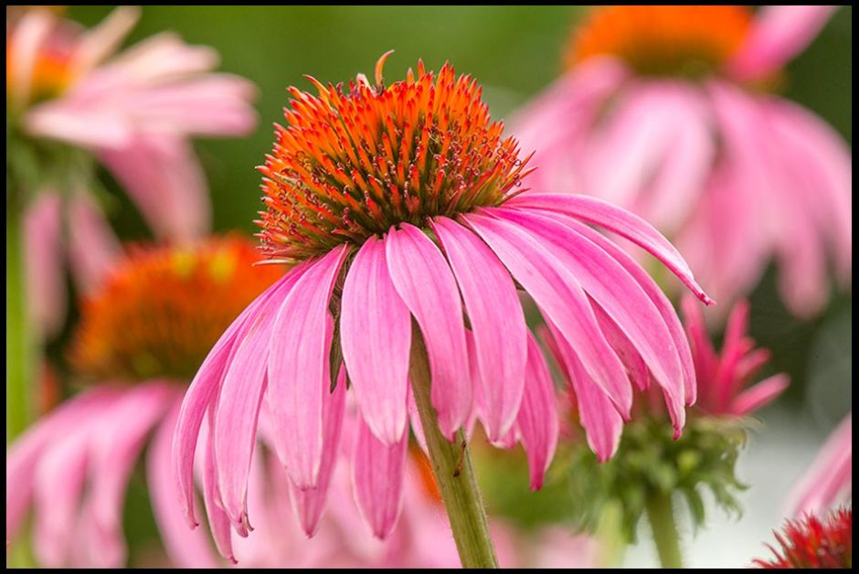 A pink purple cone flowers among other cone Flowers, Bellevue, Nebraska and bible verse Job 14:1-2 for happy new year