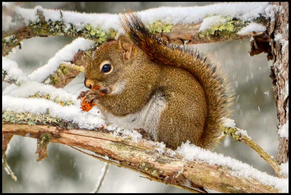 A red squirrel feeding and snow covered branches, Columbia Falls Maine. Bible verse of the day Psalm 136:25