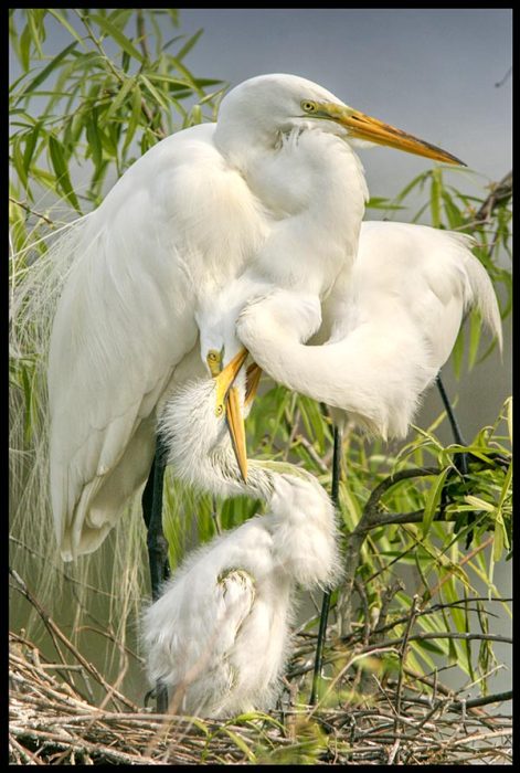 A great egret family consisting of three birds in a nest. One of the adults is feeding the chick. Bible verse of the day Sam 104:16