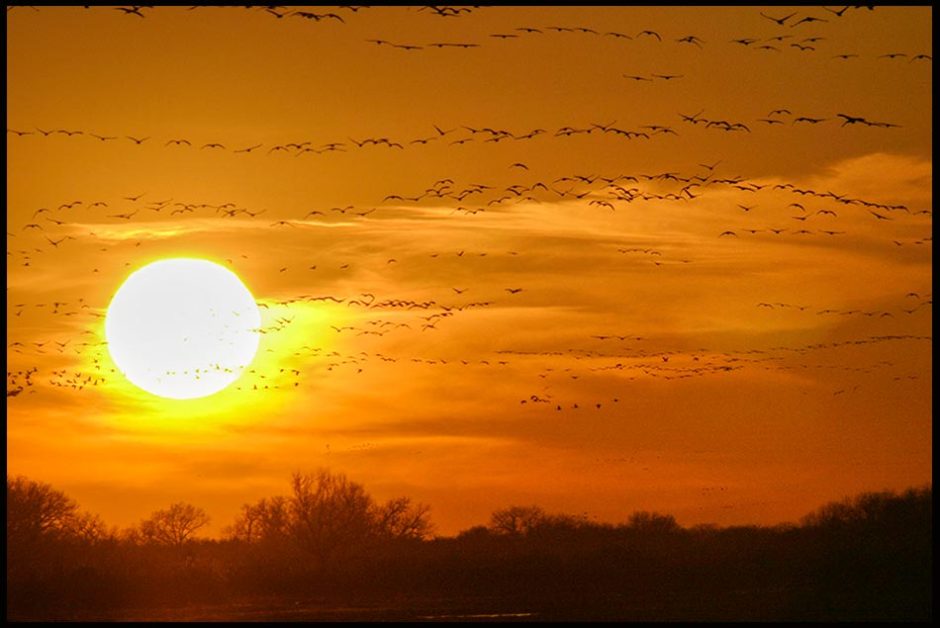 Flocks of sand hill cranes fly into the setting sun and red sky. Bible Verse of the Day: Psalm 84:11, God is our sun and shield