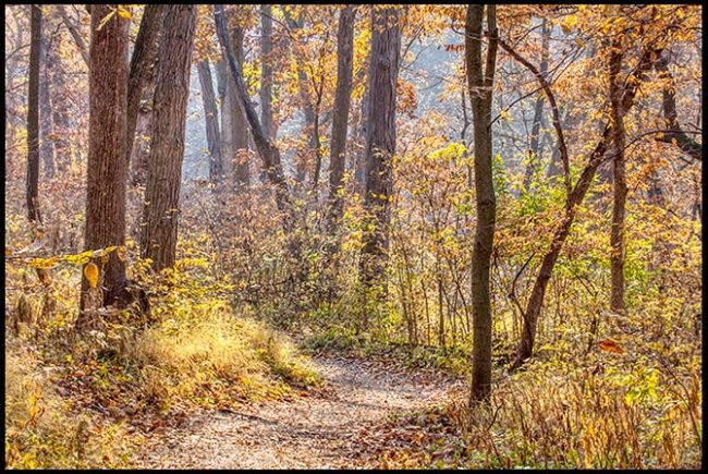 A path through the yellow colors of fall to draw near to God. Fontenelle Forest, Nebraska