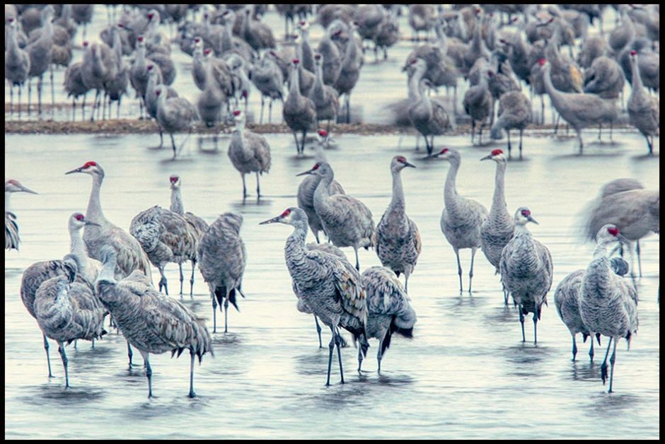 Sandhill cranes wadding in the Platte River. Bible Verse of the Day: Romans 15:33 God of Peace