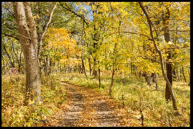 A path through a fall forest to illustrate my new devotional book