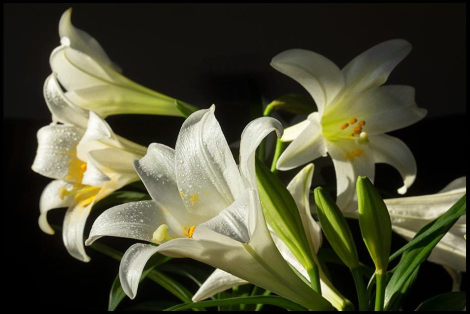 A high contrast photograph of Easter lilies with a black background. Bible verse of the day Song Solomon 2:1–2. Lily of the valleys