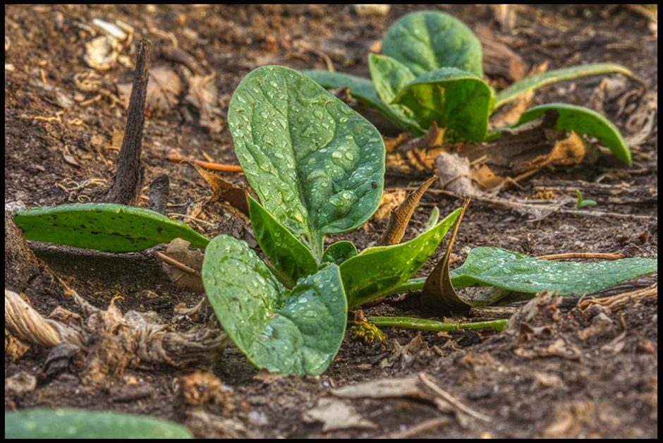 A young spinach seedling growing in a garden. Bible verse of the day first Corinthians 15:35–38, 41 A sown seed and the resurrectio