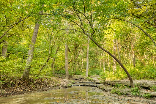 A Platte River State Park stream flowing through the woods in summer. We can get photographs like this while practicing spiritual photography, nerbaska