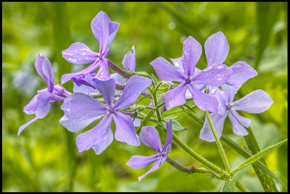Purple wild phlox flower blooms, Fontenelle Forest, Nebraska. Visual Bible Verse of the Day: Ephesians 1:3, every spiritual blessing