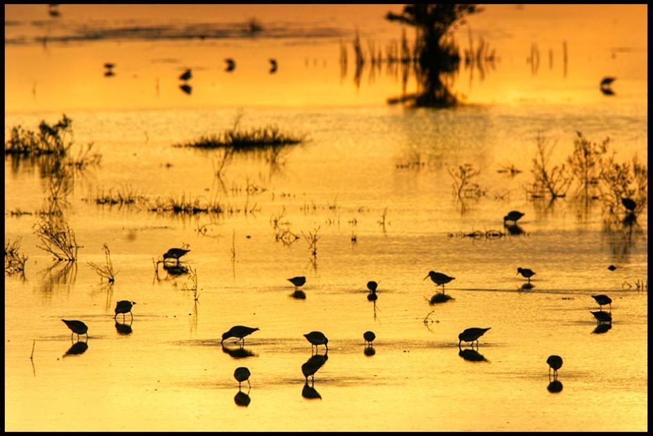 A flock of feeding shorebirds is silhouetted by water reflecting the golden light of the sun at sunset. Bible verse of the day Colossians 3:15