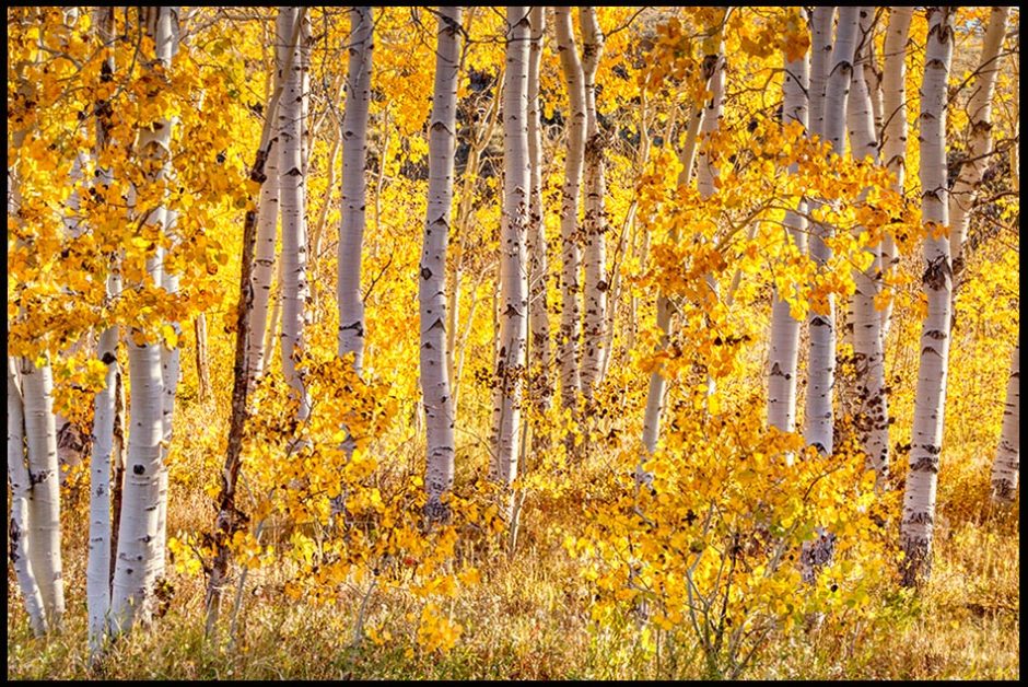 A Bright yellow grove of fall aspen trees in the foothills of the snowy mountains, Wyoming. The photo of the aspen trees is to illustrate the parable of the mustard seed told by Jesus. Aspen trees come from tiny seeds.