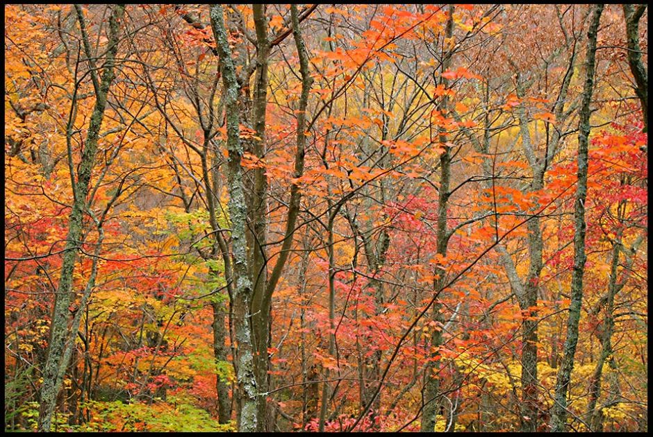 Trees displaying red, yellow, purple and orange fall colors along the Rainbow Falls Trail, Great Smoky Mountains National Park, Tennessee. and Bible verse Psalm 81:1-2 rise a song